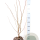 Magnolia soulangeana 60-80 cm met kluit