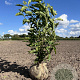 Magnolia soulangeana 80-100 cm met kluit