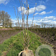 Magnolia soulangeana 80-100 cm met kluit