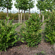 Magnolia st. 'Royal Star' 80-100 cm met kluit