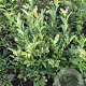 Magnolia st. 'Royal Star' 80-100 cm met kluit