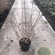 Magnolia st. 'Royal Star' 80-100 cm met kluit