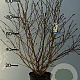 Magnolia stellata 80-100 cm met kluit