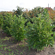 Magnolia stellata 80-100 cm met kluit