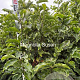 Magnolia 'Susan' 100-125 cm met kluit