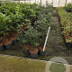 Mespilus germanica 60-80 cm 5,0L