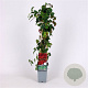Parthenocissus tr. 'Veitchii' 70 cm 2,0L
