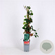 Parthenocissus tr. 'Veitch.Robusta' 70 cm 2,0L