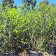 Phillyrea angustifolia 100-125 cm 12L