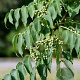 Phellodendron amurense sachalinense 125-150 cm 12L