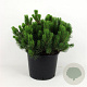 Pinus mugo pumilio 50-60 cm 12L