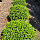 Prunus l. 'Angustifolia' 70 cm met kluit bol