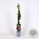 Punica granatum 70 cm 2,0L