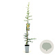 Pyracantha 'Golden Charmer' 80-100 cm 2,5L