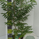 Rhus typhina GM 7,5L
