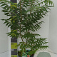 Rhus typhina GM 7,5L