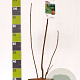 Rhus typhina GM 7,5L