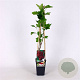 Ribes r. 'Rovada' 70 cm 2,0L