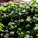 Schizophragma hyd. 'Moonlight' 50-60 cm 7,5L