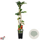 Sorbus auc. 'Krasnaja Krupnaja' 70 cm 2,0L