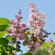 Syringa hyac. 'Esther Staley' 80-100 cm 5,0L