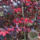 Sycoparrotia semidec. 'Purple Haze' 100-125 cm met kluit solitair