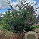 Sycoparrotia semidec. 'Purple Haze' 175-200 cm met kluit solitair