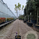 Syringa v. 'Charles Joly' 125-150 cm 12L