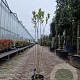 Syringa v. 'Charles Joly' 125-150 cm 12L
