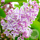 Syringa v. 'Lila Wonder' 80-100 cm 12L kegel