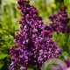Syringa v. 'Mrs Edward Harding' 125-150 cm 12L