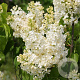 Syringa v. 'Primrose' 80-100 cm 12L kegel
