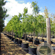 Taxodium ascendens 'Nutans' 125-150 cm met kluit