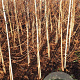 Taxodium distichum 200-225 cm met kluit