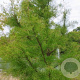 Taxodium dist. 'Nutans' 125-150 cm 12L