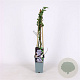 Vaccinium c. 'Bluegold' 70 cm 2,0L