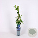 Vaccinium c. 'Bluejay' 70 cm 2,0L