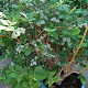 Vaccinium c. Blue Suede 70 cm 2,0L