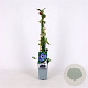 Vaccinium c. 'Duke' 70 cm 2,0L