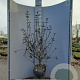 Viburnum burkwoodii 100-125 cm met kluit