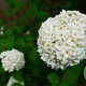 Viburnum carlesii 80-100 cm met kluit