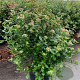 Viburnum tinus 80-100 cm 12L kegel