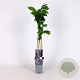 Wisteria flor. 'Eranthema' 70 cm 2,0L