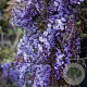 Wisteria sinensis 'Amethyst' 70 cm 2,0L