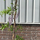 Wisteria sinensis 'Prolific' 175-200 cm 7,5L