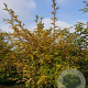 Zanthoxylum simulans 80-100 cm met kluit