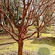 Acer griseum 80-100 cm met kluit solitair
