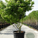 Acer palmatum 175-200 cm 25L solitair