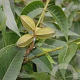 Carya illinoinensis 40-60 cm 5,0L