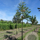 Cercis siliquastrum 125-150 cm met kluit solitair
